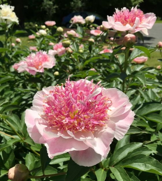 Do Tell Peony | Van Engelen Wholesale Flower Bulbs