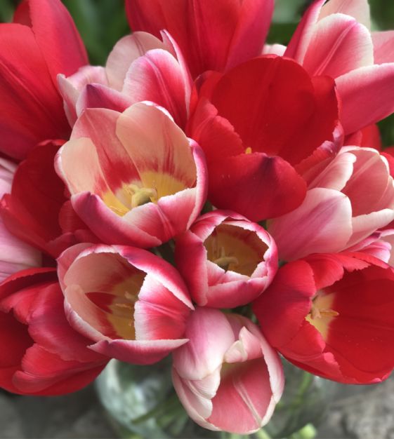 The Delightful Tulip Mixture | Van Engelen Wholesale Flower Bulbs
