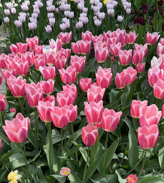 Single Early Tulip Mandy's Choice | Van Engelen Wholesale Flower Bulbs