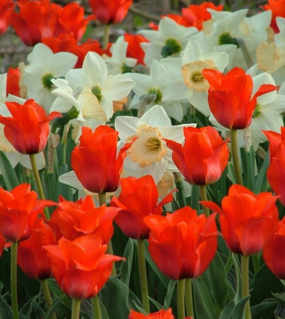 専用ページ　TULIP様 P-TLP17-1.jpg