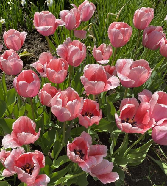 Tulip Salmon Impression