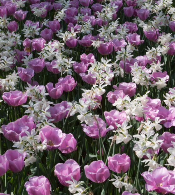 ☆ TULIP さま　専用　☆ Tulip Synaeda Amour | Van Engelen Wholesale Flower Bubs