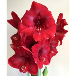 Amaryllis Miracle | Van Wholesale Flower Bulbs