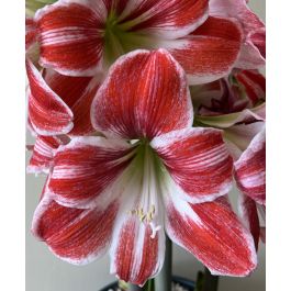 Amaryllis Razzle Dazzle