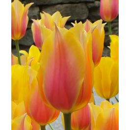 Tulip Blushing Beauty