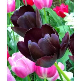 Humphreys Garden Tulip Bulbs 25 x Queen of The Night