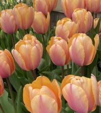Collection D: Colossal Giant Darwin Hybrid Tulips