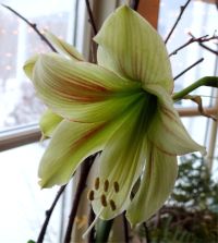 Amaryllis Ambiance Spring Flowering Bulb Size 24/26 by Growtanical ®