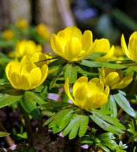 Eranthis Hyemalis Freshly Lifted Free Delivery to Mainland UK 100 X Winter Aconite Bulbs Grown in The UK Available Now in The Green Dispatched Royal Mail 1st Class Eurobulbs 