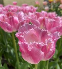 Fringed or Crispa Tulip, Fancy Frills - Bulbs for Fall Planting