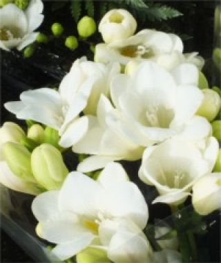 Freesia Ambiance (Single)