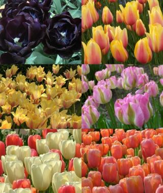 Collection G: The Latest May Tulip Garden