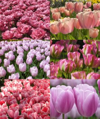 Collection H: The Spring-Long Pink Tulip Celebration