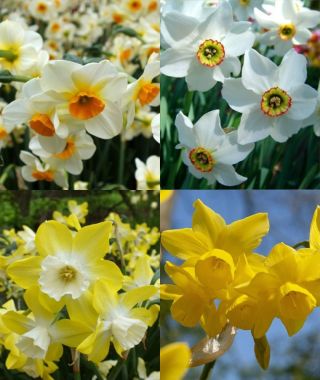 Collection K: Late Flowering Fragrant Narcissi