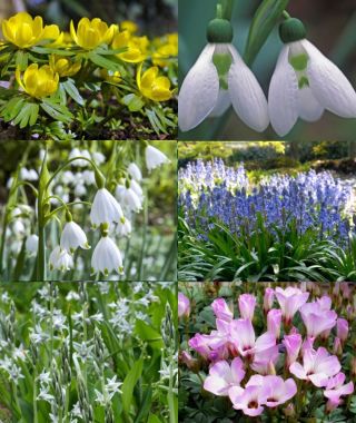 Collection S: Woodland Wonders