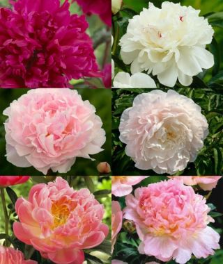 Collection W: The Quintessential Fragrant Peony Collection