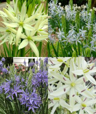The Captivating Camassia Special