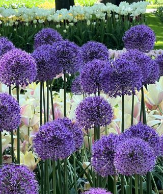 Allium Gladiator