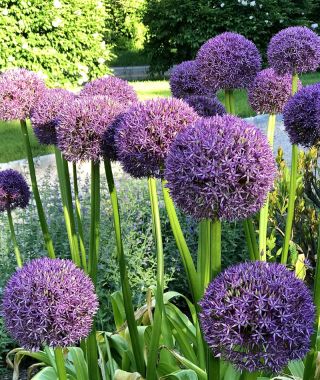 Allium Pinball Wizard