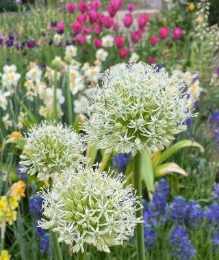 Allium stipitatum Mount Everest