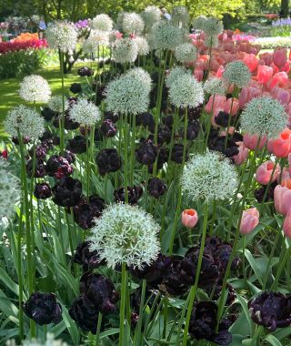 Allium stipitatum Mount Everest