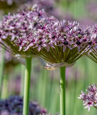Allium atropurpureum Starlight