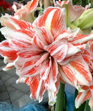 Amaryllis Dancing Queen
