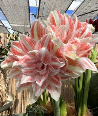 Amaryllis Dancing Queen