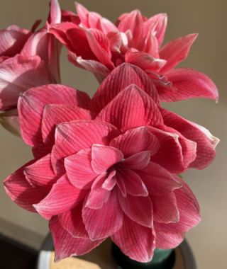 Amaryllis Double Dream