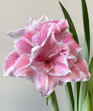 Amaryllis First Love