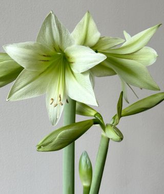 Cybister Amaryllis Green Valley