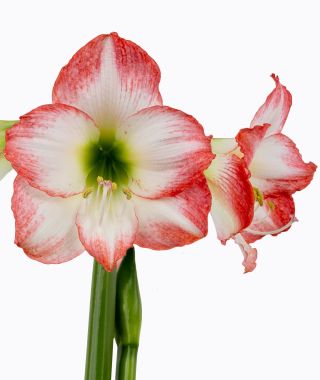 Amaryllis Jester