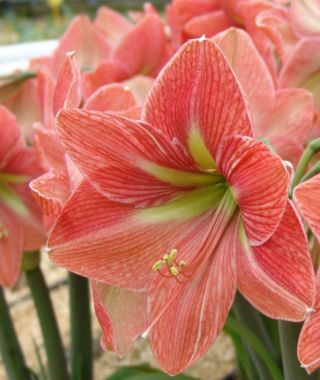 Amaryllis Terra Cotta Star