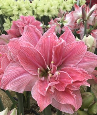 Amaryllis Sweet Nymph