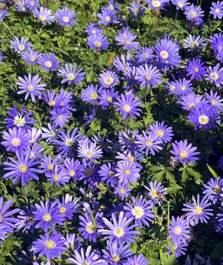 Anemone blanda Blue Shades