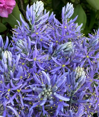 Camassia cusickii Zwanenburg