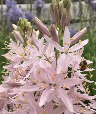 Camassia leichtlinii Pink Stars