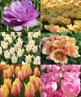 Collection I: The Designer Bouquet Cutting Garden