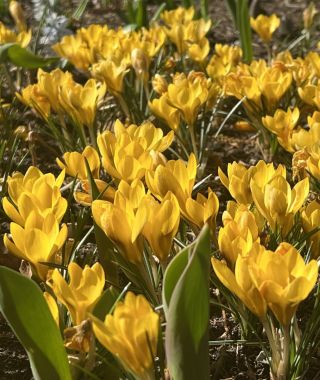 Crocus chrysanthus Goldilocks