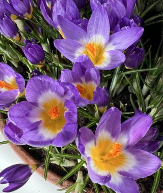 Crocus sieberi ssp. sublimus Tricolor