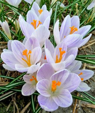 Crocus Candle Light 