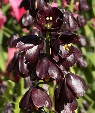 Fritillaria persica Purple Dynamite