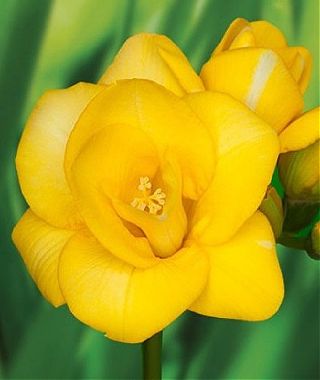 Freesia Boulevard (Double)