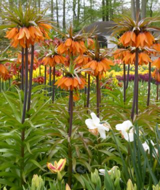Fritillaria imperialis Sunset 