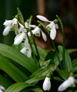 Galanthus woronowii