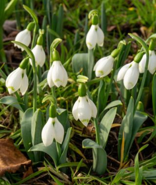 Galanthus elwesii Snow Fox 