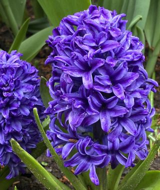 Hyacinthus orientalis Blue Jacket