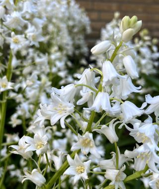 Hyacinthoides hispanica White City