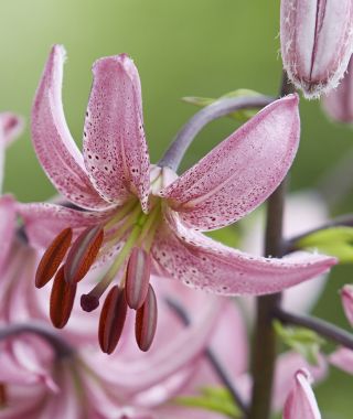 Lily martagon Candy Morning
