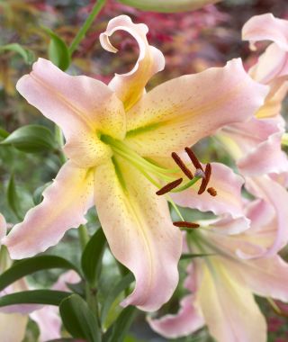 Orienpet Lily Elusive